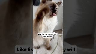 THE TRUTH about owning a Siamese Cat 😹 [upl. by Uke]