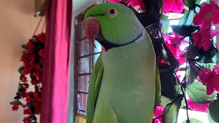 Parrot talk with girl 😍 Talking parrot destech [upl. by Damien962]