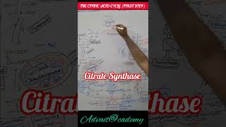 Citrate Synthase First step of the Citric Acid Cycle [upl. by Antrim741]