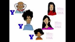 Genetics 101 Part 3 of 5 Where do your genes come from [upl. by Hoj214]