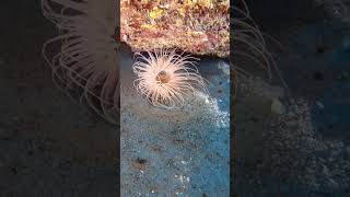 Exquisitely rare anemone under the wreck divingmauritius mauritiusexplored scuba diving [upl. by Ahsele]