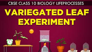 VARIEGATED LEAF EXPERIMENT  LIFE PROCESSES  cbse 10th biology Ncert Class 10  CBSE syllabus [upl. by Alrac290]