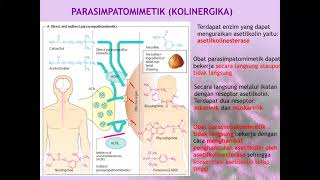 Obatobat Sistem Saraf Parasimpatik Kolinergika dan Antikolinergika [upl. by Dranoc494]