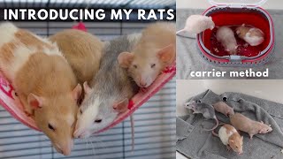 Introducing Young Rats to Adult Rats [upl. by Ecienahs]