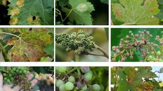 What is downy mildew of grapes and vine disease identification Prevention symptoms and treatment [upl. by Wahkuna176]