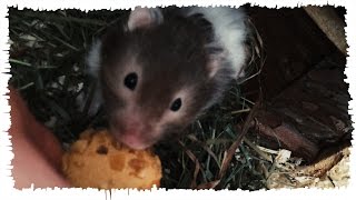 HAMSTERMUFFINS AUFM KLO VERDRÜCKT  BTTVLOG [upl. by Finny]