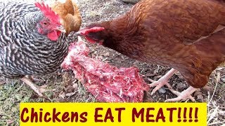 ARE CHICKENS VEGAN NO THEY LOVE RAW MEAT [upl. by Edith]