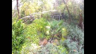 Chamaerops humilis palm after worst freeze on record Update [upl. by Yarled]