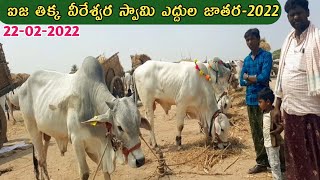 ఐజ తిక్క వీరేశ్వర స్వామి ఎద్దుల జాతర  Ieeja Bulls festival 2022  Ieeja Bulls market  Ongole Bulls [upl. by Hadsall]