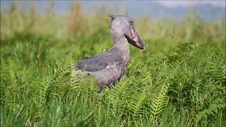 Birds of Uganda [upl. by Treble]