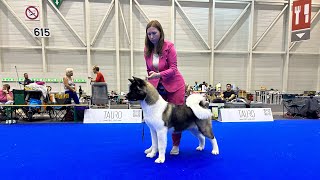 American Akita Geneva Winner 2023 [upl. by Mcgraw]