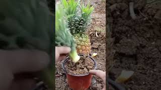 How to grafting grafting gardening [upl. by Nappy]