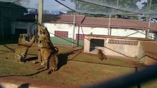 Big Cats  Tigers Playing Swimming [upl. by Blondell42]