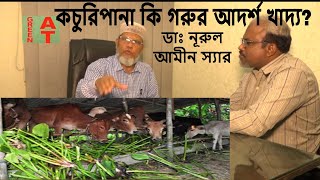 গরুকে কচুরিপানা খাওয়ালে কি কি উপকার হয়  ডাঃ নুরুল আমীন স্যার  Kachuri Pana  Water hyacinth [upl. by Weaver103]