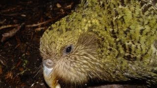 Kakapo Nest [upl. by Adi803]