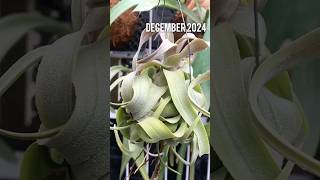 Tillandsia Streptophylla from August to December 2024 [upl. by Corilla131]