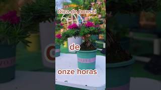 🌲Dica do dia bonsai de onze horas [upl. by Ezri799]