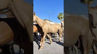 Yegua Marismeña Caballos Salvajes de Doñana 2024 [upl. by Enilehcim]