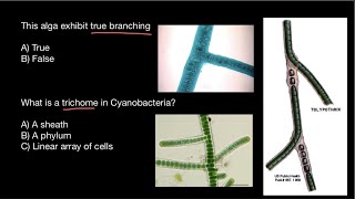 Cyanobacteria  True False Branching  Filament  Trichome [upl. by Cummings]