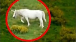 Real Unicorn Footage from Wales 2020 Unicorn Caught in 2020 [upl. by Somerville185]