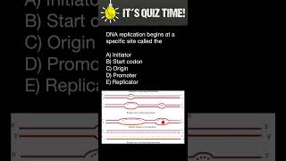 DNA replication quiz [upl. by Nevag]