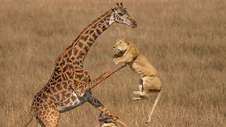 Extreme fight Lion vs Giraffe to save her baby Wild Animals Attack [upl. by Renat444]