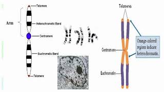 Why Chromosomes Contains Many Genes [upl. by Aliuqaj326]