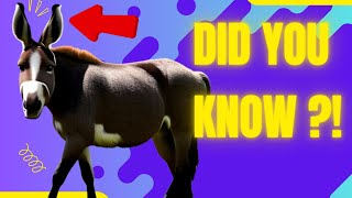 10 Interesting Facts About Donkeys [upl. by Navy588]