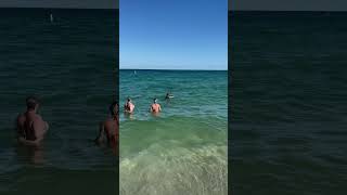 Manatee Visits the Beach — Crowd Goes Wild in Miami miami miamibeachlife beach miamibeach [upl. by Newob803]