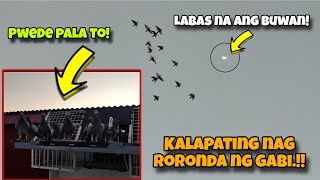 KALAPATING RUMORONDA NG GABI AKALA MO PANIKI  KARERA NG KALAPATI [upl. by Rask786]