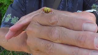 The Amazing Exploding Jewelweed Spotted Touchmenot And The Beautiful Marbled Orbweaver [upl. by Nednal]