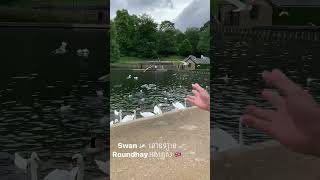 Roundhay park park swans niceweather freshair leeds england uk [upl. by Haliled364]