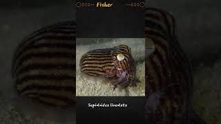 I am sepioloidea lineolataStriped Pyjama Squidmarinelife stripedpyjamasquid Sepioloidea [upl. by Ahsemik]