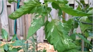 How to Deal with Leaf Miners In Your Garden  Easy Growing Episode 4 [upl. by Serafine]