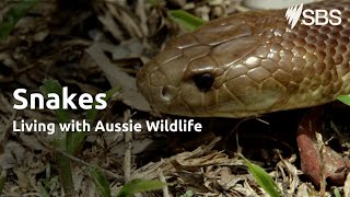 Snakes  Living with Aussie Wildlife  Learn English [upl. by Erin]