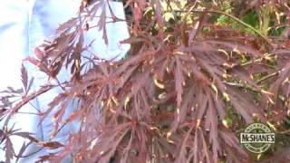 How To Care For Your Japanese Maple Trees [upl. by Ulani274]