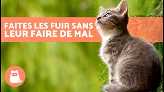 Comment FAIRE FUIR les CHATS ERRANTS sans leur faire de mal 🐈💨 7 répulsifs pour chats [upl. by Attiuqaj]