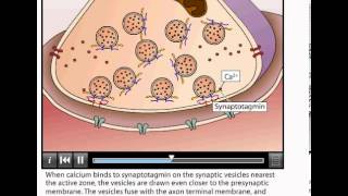 Animation Synaptic Transmission [upl. by Danit]