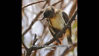 Discover the YellowRumped Thornbill Australias Unique Bird [upl. by Aerdnuahs198]