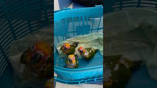 Sunconur Hand feeding baby🦜 mini vlogs with birds birds shortvideo birdslover parrot [upl. by Enaej]