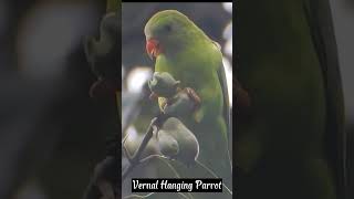 Vernal hanging Parrot subscribe nature discovercambodia shortsfeed shorts wildlife short [upl. by Mullen]