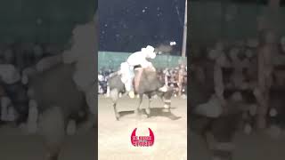 Picazo 💥💥💥 ranchosanmiguel lostorossalvajes torosdereparo jaripeo aldotrujillo elchaman [upl. by Della]