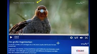 „Das große Vogelsterben“ 27092017 [upl. by Einnal44]