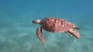 Marsa Mubarak  Dugong amp Green Turtles [upl. by Margarida924]