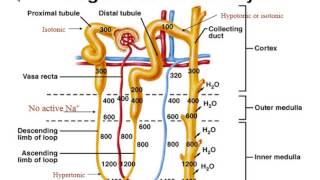 Renal System  Physiology  Part 3 Regulation of Urine Volume [upl. by Virgel]