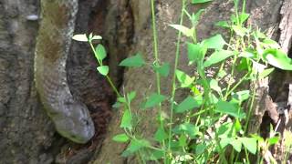 TIGER SNAKE Climbing Down a Tree Trunk [upl. by Eelime]