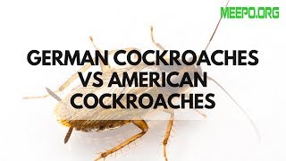 German Cockroaches vs American Cockroaches ✅pets roachcontrol [upl. by Ahsemak8]