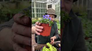 How to plant a simple early Hanging Basket WEBSHOP httpspergolanurseriesecwidcom [upl. by Euqinahs985]