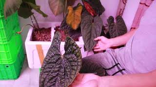 Anthurium Luxurians vs Radicans [upl. by Carrel]