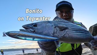 Topwater Bonito [upl. by Eceirtal]